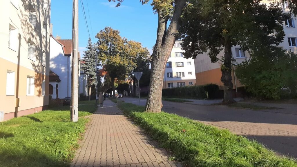 W Ostródzie posadzą nowe drzewa. To rekompensata za wycinki 15 W Ostródzie posadzą nowe drzewa. To rekompensata za wycinki.