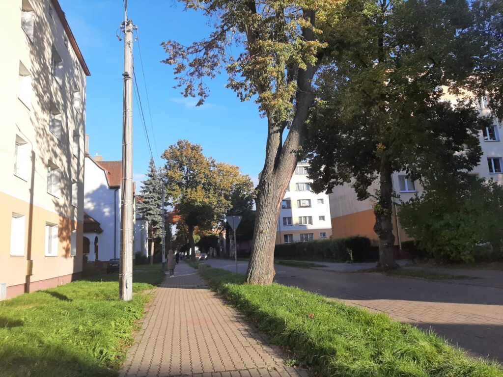 W Ostródzie posadzą nowe drzewa. To rekompensata za wycinki 2 W Ostródzie Posadzą Nowe Drzewa. To Rekompensata Za Wycinki