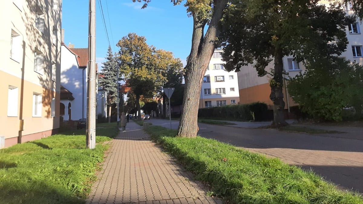 W Ostródzie posadzą nowe drzewa. To rekompensata za wycinki 1 W Ostródzie Posadzą Nowe Drzewa. To Rekompensata Za Wycinki.