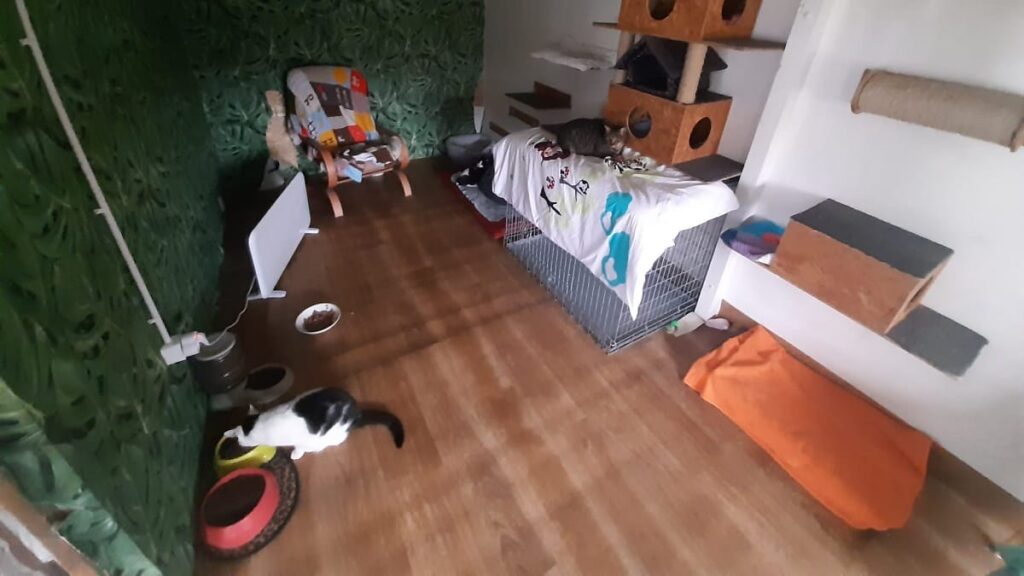 Odwiedzamy ostródzki hotel dla zwierząt - luksusów nie ma 15 Luksusów nie ma - odwiedzamy ostródzki hotel dla zwierząt