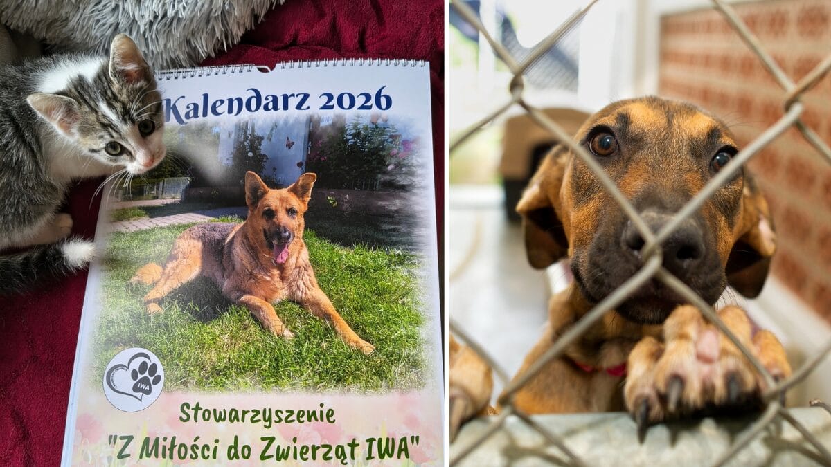 Kalendarz
