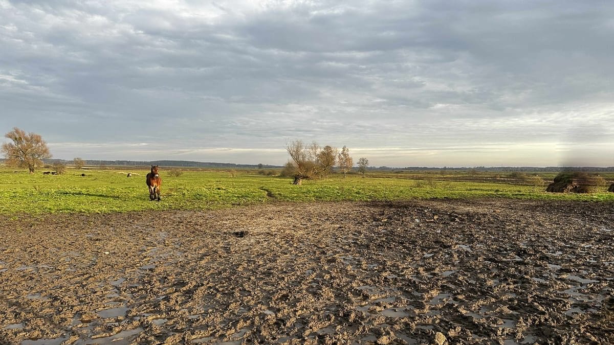 Region: Zaginął koń! „Błagam – oddajcie mi mojego Takta!” 5 Koń Ogier