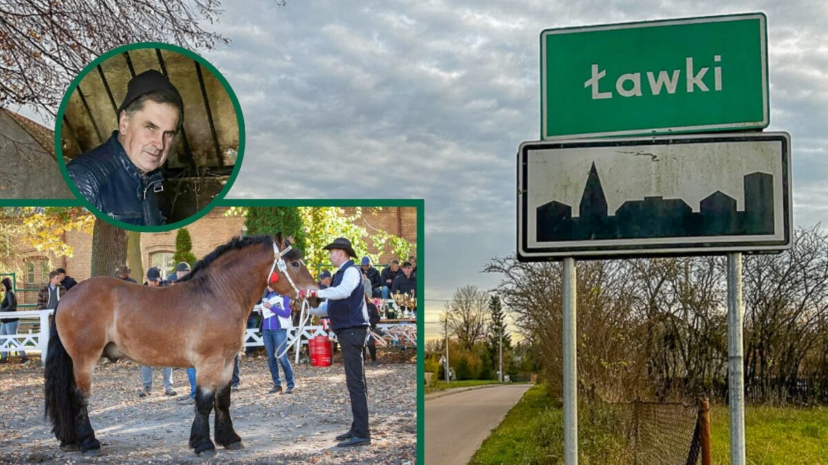 Region: Zaginął koń! „Błagam – oddajcie mi mojego Takta!” 1 Koń Ogier
