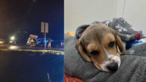 Suczka Rosa Walczy O Życie Po Karambolu Pod Ostródą
