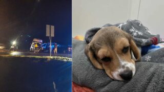 Suczka Rosa walczy o życie po karambolu pod Ostródą