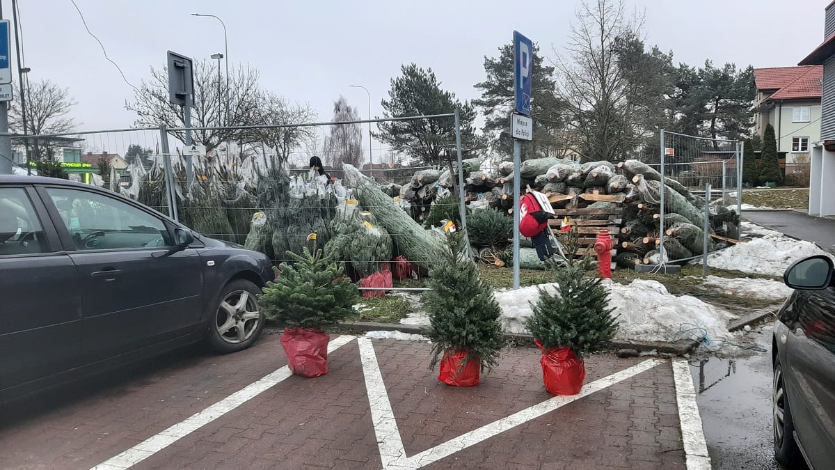 Ruszyła sprzedaż choinek w Ostródzie. Miasto wyznaczyło miejsca na 5 stoisk 1 Ruszyła Sprzedaż Choinek W Ostródzie. Miasto Wyznaczyło Miejsca Na 5 Stoisk.