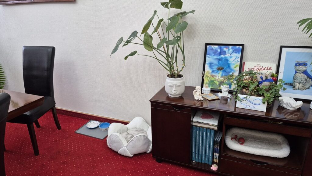 Drugi kot zamieszka w Urzędzie Miasta Ostróda! 3 Drugi Kot Zamieszka W Urzędzie Miasta Ostróda!