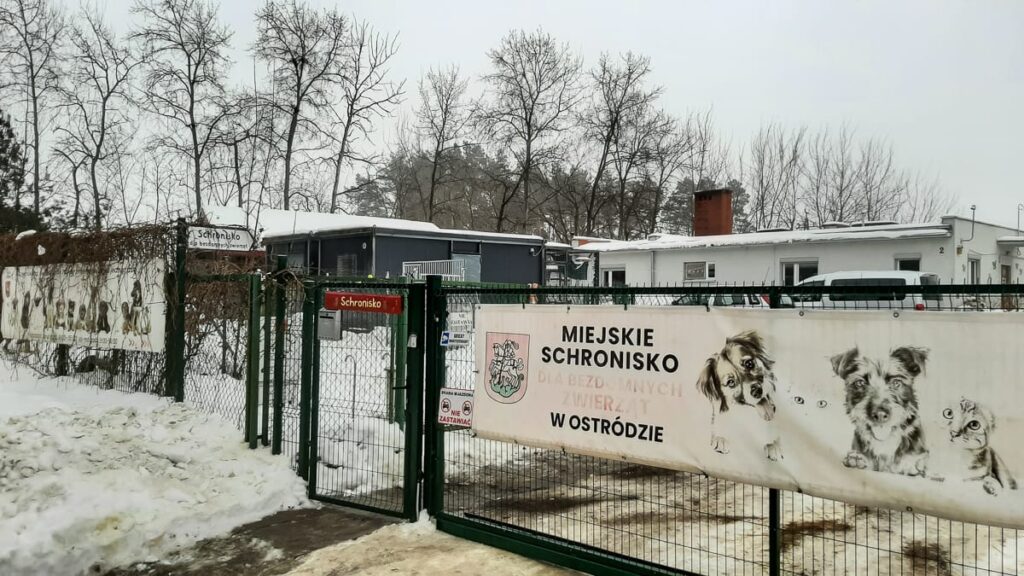 Jedno schronisko dla zwierząt z miasta i gminy Ostróda? Od połowy lutego możliwa zmiana systemu opieki 4 Schronisko