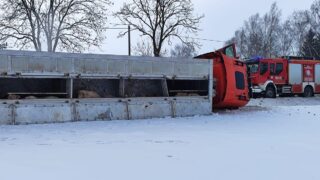 Ponad 100 świń uwięzionych w naczepie. Ciężarówka w rowie na krajowej 15
