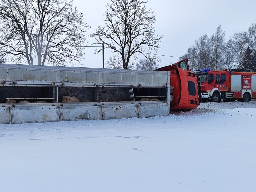 Ponad 100 świń uwięzionych w naczepie. Ciężarówka w rowie na krajowej 15 6 Ponad 100 Świń Uwięzionych W Naczepie. Ciężarówka W Rowie Na Krajowej 15