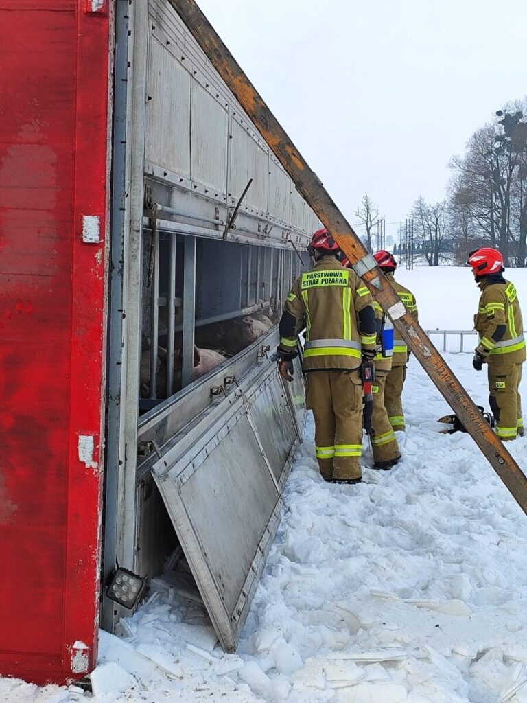 Ponad 100 świń uwięzionych w naczepie. Ciężarówka w rowie na krajowej 15 3 Ponad 100 Świń Uwięzionych W Naczepie. Ciężarówka W Rowie Na Krajowej 15