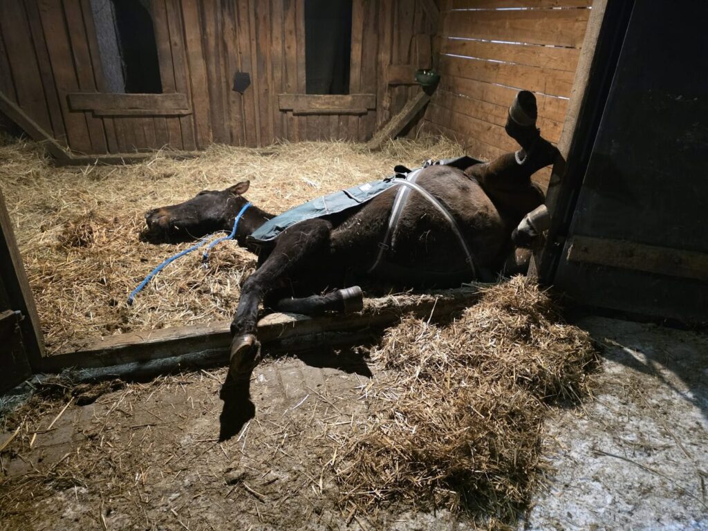 Nocna akcja strażaków w stajni. Podnosili konia! 2 Nocna Akcja Strażaków W Stajni. Podnosili Konia!