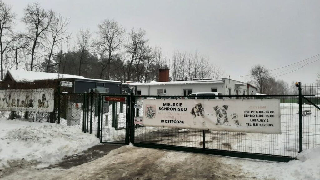 Miasto Ostróda zajmie się bezdomnymi psami z gminy Ostróda 2 Miasto Ostróda Zajmie Się Bezdomnymi Psami Z Gminy Ostróda