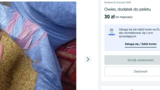 Owies na opał. Rolnicy z powiatu ostródzkiego sprzedają alternatywę dla pelletu