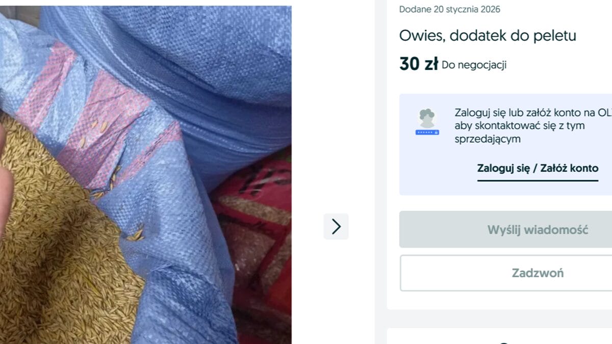 Owies na opał. Rolnicy z powiatu ostródzkiego sprzedają alternatywę dla pelletu 1 Owies Na Opał. Rolnicy Z Powiatu Ostródzkiego Sprzedają Alternatywę Dla Pelletu