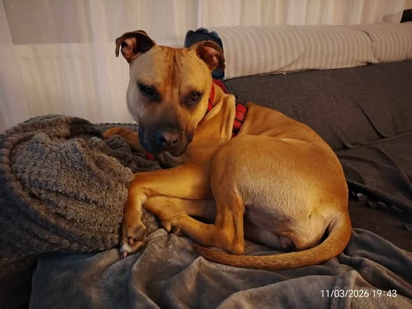 Schronisko w Ostródzie. Od stycznia 20 adopcji z azylu! 4 Schronisko W Ostródzie. Od Stycznia 20 Adopcji Z Azylu!