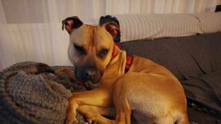 Schronisko w Ostródzie. Od stycznia 20 adopcji z azylu!