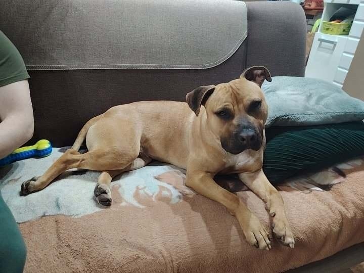 Schronisko w Ostródzie. Od stycznia 20 adopcji z azylu! 3 Schronisko W Ostródzie. Od Stycznia 20 Adopcji Z Azylu!