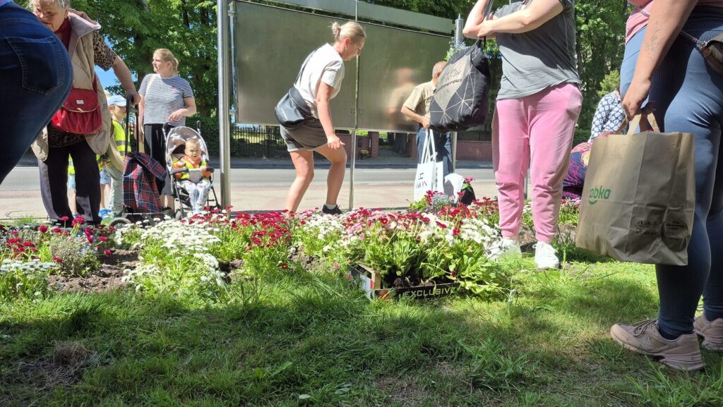 Kwiatkobranie W Ostródzie. Zainteresowanie Przerosło Oczekiwania