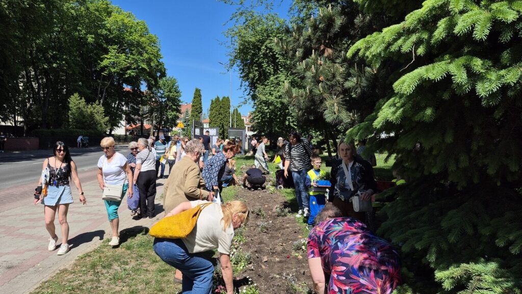 Kwiatkobranie W Ostródzie. Zainteresowanie Przerosło Oczekiwania