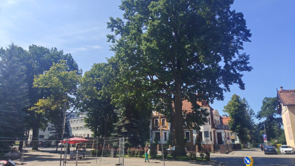 Ostródzkie dęby wyjęte spod ochrony. Powodem remont ulicy Grunwaldzkiej 3 Ostródzkie Dęby Wyjęte Spod Ochrony. Powodem Remont Ulicy Grunwaldzkiej