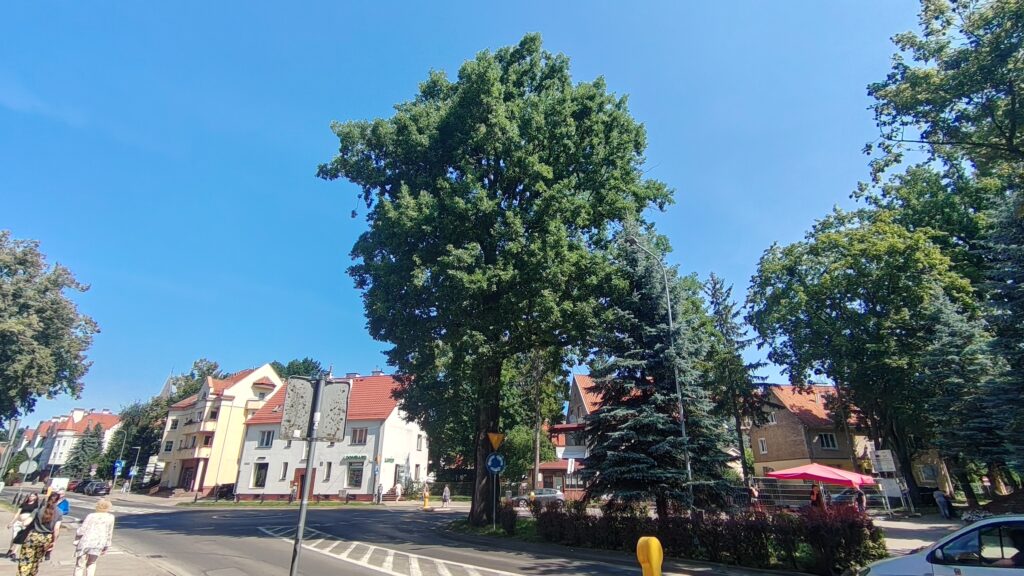 Ostródzkie dęby wyjęte spod ochrony. Powodem remont ulicy Grunwaldzkiej 4 Ostródzkie Dęby Wyjęte Spod Ochrony. Powodem Remont Ulicy Grunwaldzkiej