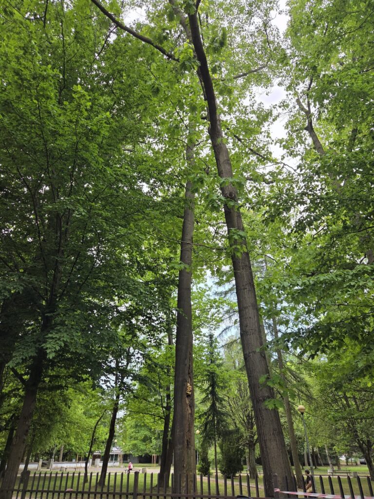 Miasto Ostróda będzie wycinać drzewa. Powodem bezpieczeństwo mieszkańców i turystów 2 Miasto Ostróda Będzie Wycinać Drzewa. Powodem Bezpieczeństwo Mieszkańców I Turystów