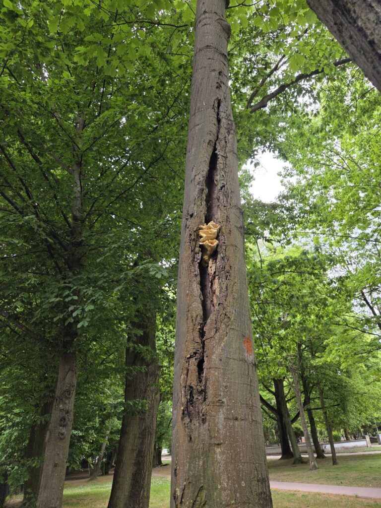 Miasto Ostróda będzie wycinać drzewa. Powodem bezpieczeństwo mieszkańców i turystów 3 Miasto Ostróda Będzie Wycinać Drzewa. Powodem Bezpieczeństwo Mieszkańców I Turystów
