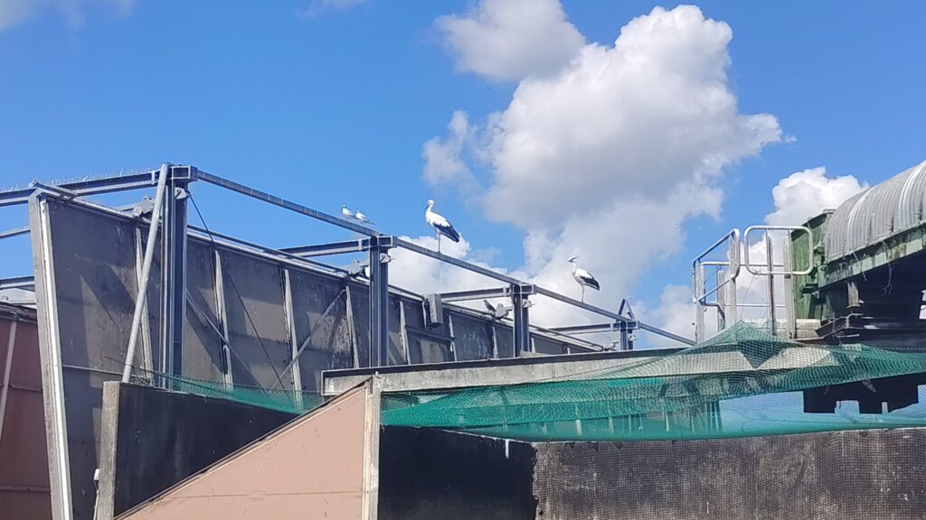 Bociani Sejmik W Rudnie. Ptaki Żerują Na Odpadach